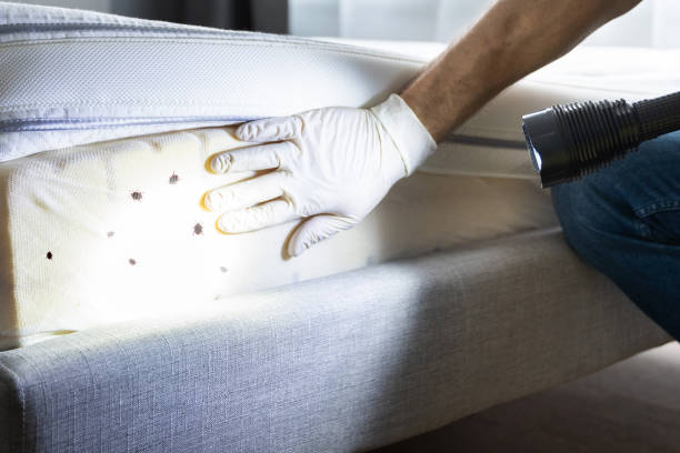 Best Termite Control Services  in Waycross, GA